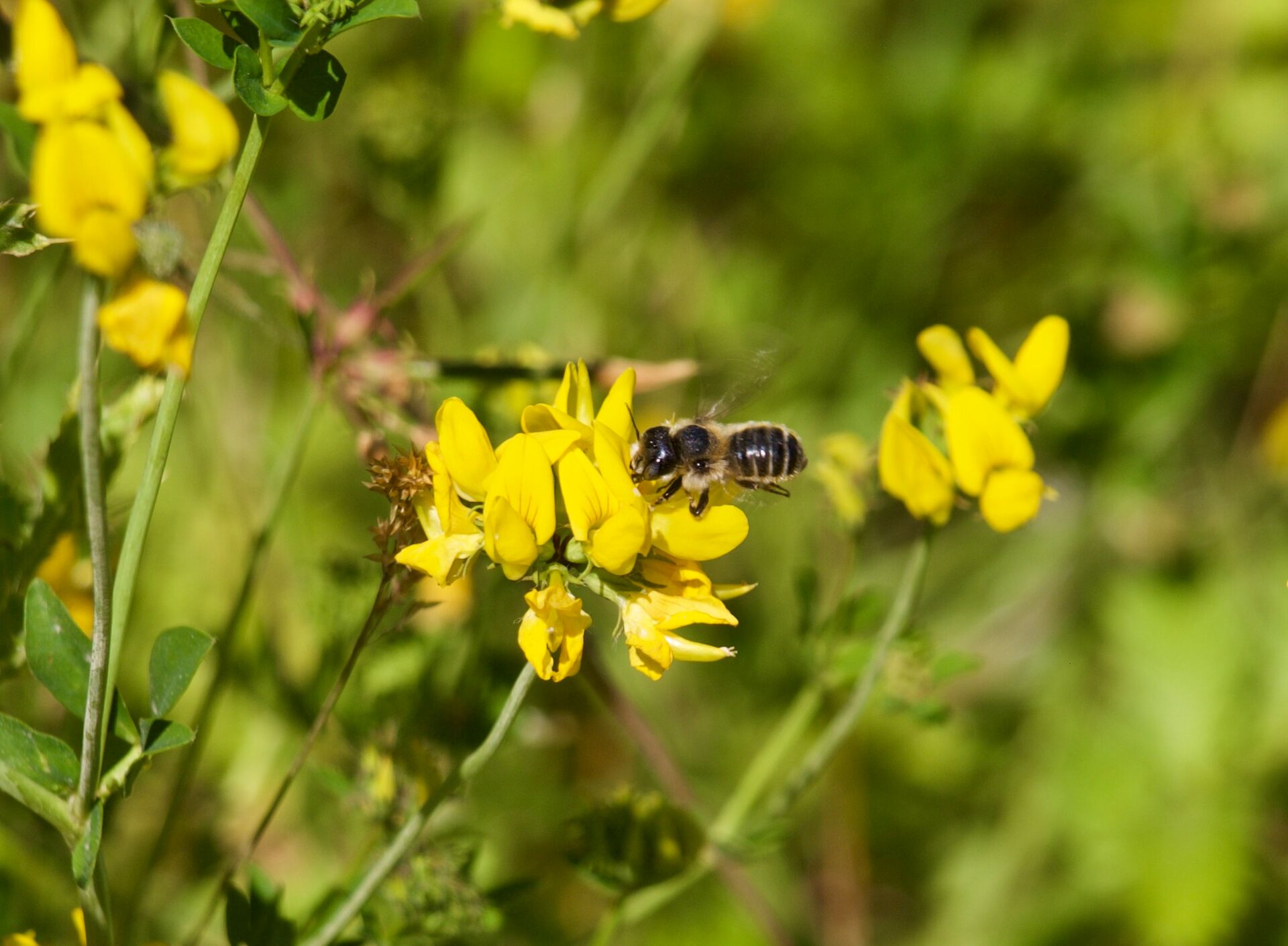 Wildbiene auf Blüte